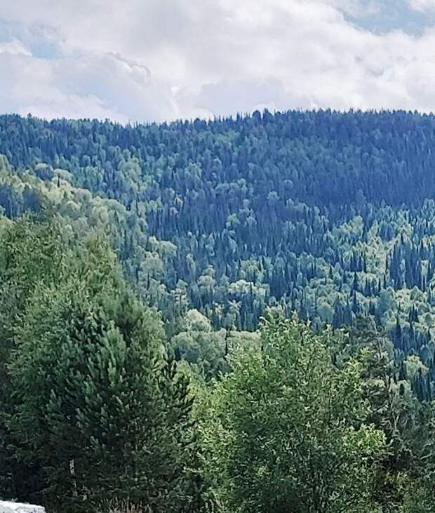 Поисковики: следы Усольцевых в тайге могли затереться, весной их сложно найти