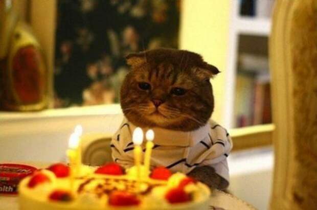 Котики