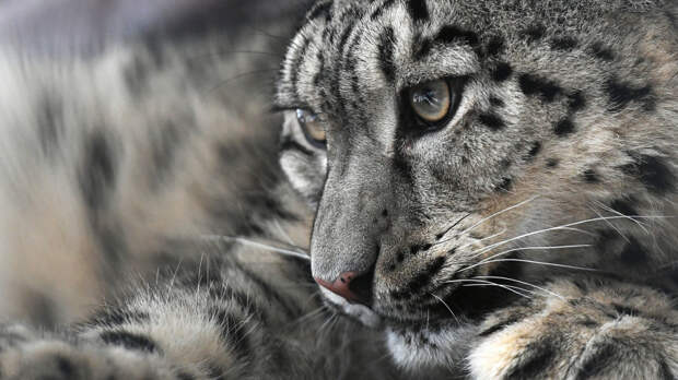 Лыжница пыталась сфотографироваться с барсом, но попала в больницу