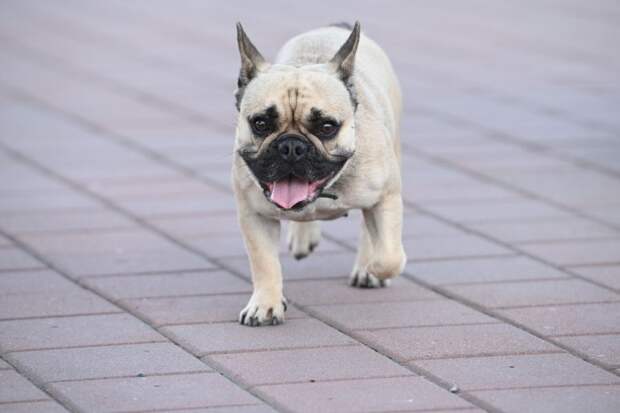 Штрафы для недобросовестных владельцев животных могут вырасти до 50 тыс. рублей