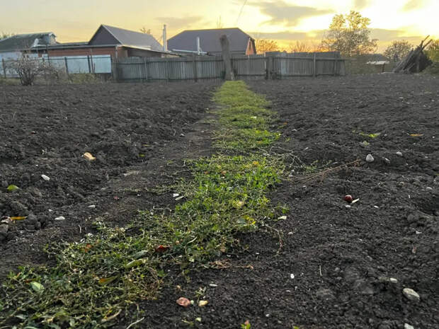 С апреля по июль поливаю огород аптечным средством — соседи ахают и просят рецепт