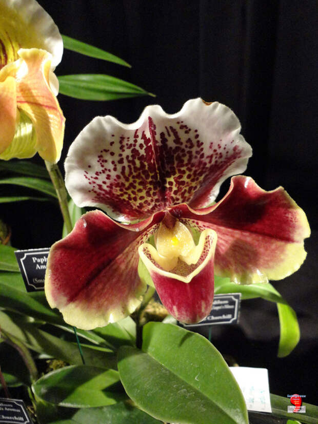 6890997336_5d434b64e7_k[1] (525x700, 215Kb)