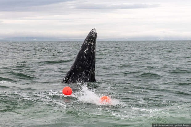 Охота на китов запрещена во всем мире, но им можно...