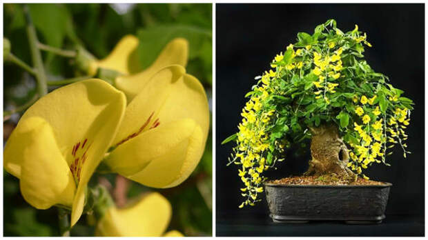 Слева цветок бобовника обыкновенного крупным планом в моем объективе, справа бобовник в стиле бонсай, фото сайта adenium-doma.ru