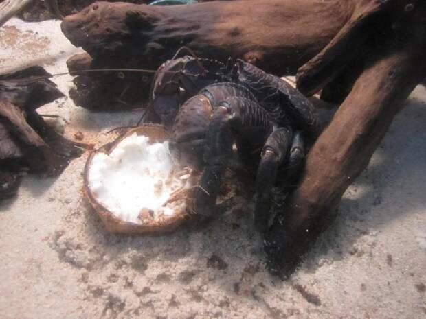 Coconutcrab32 Самый крупный представитель членистоногих, кокосовый краб!