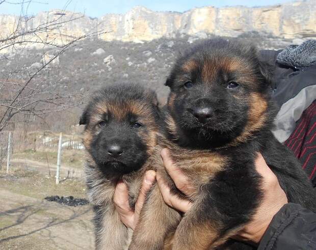 У Ерана в Крыму родились щенки. Фото: Елена Клименко 