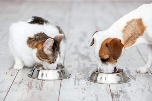 Можно ли кормить собаку кошачьим кормом, а кошку – собачьим