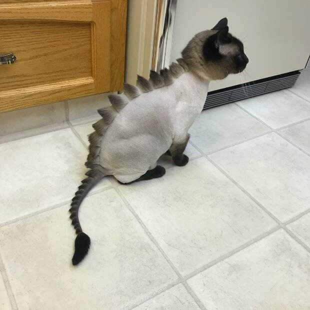 Коты и стрижка под динозавра