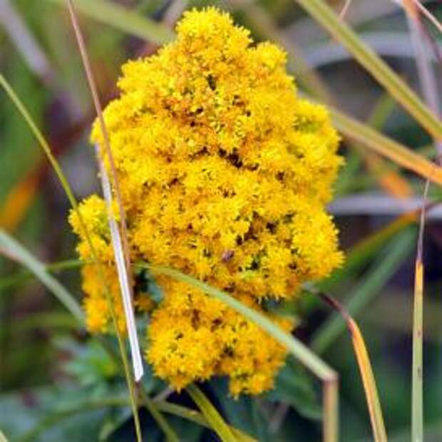 Солидаго канадский (Solidago canadensis Canada Goldenrod)