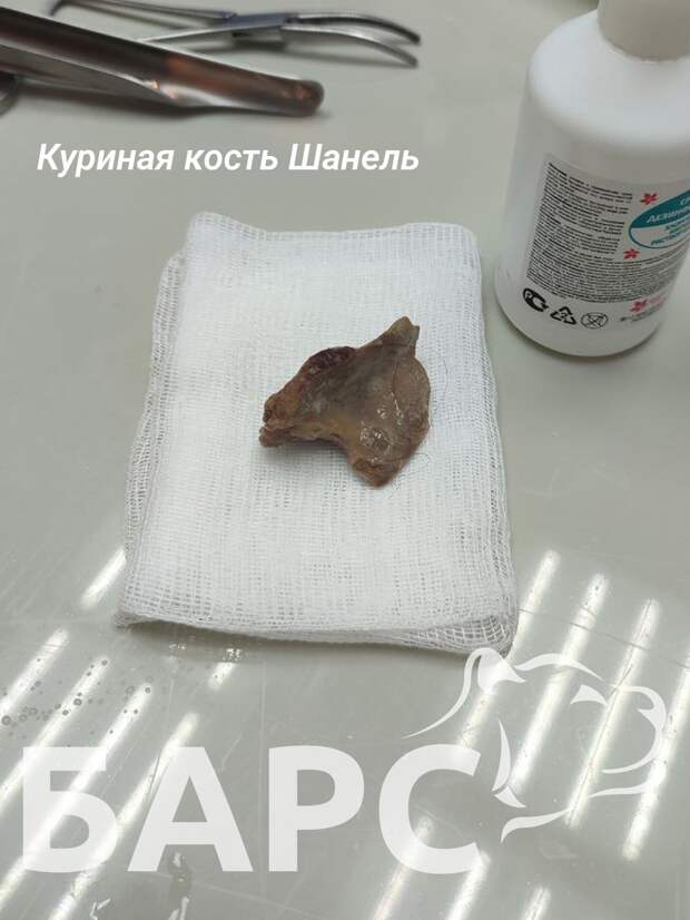 Ветеринары
