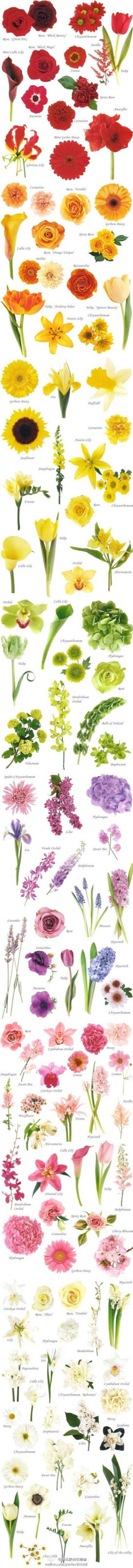 Цветы на клумбу - сочетания садовых цветов
