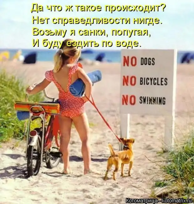 Лучшие котоматрицы