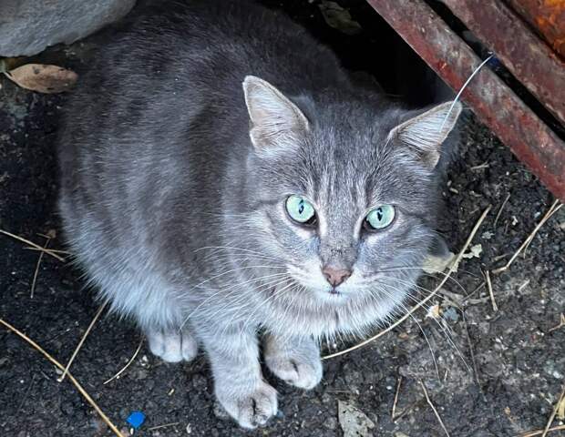 О бездомных котах в Петербурге позаботится местная компания