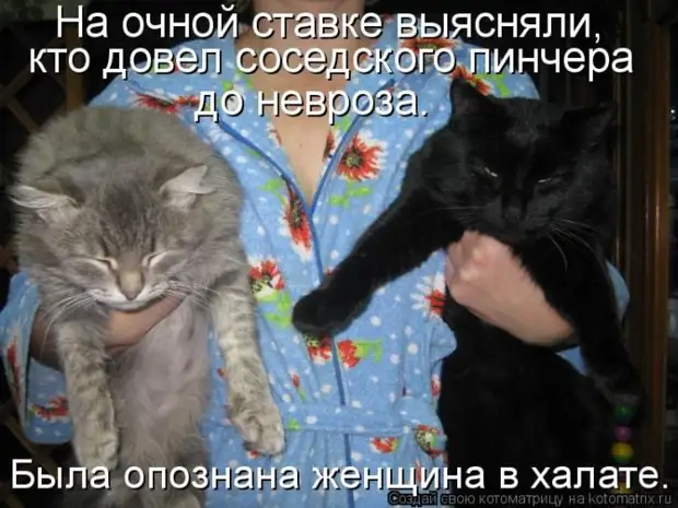 Лучшие котоматрицы