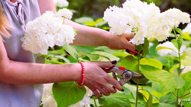 Гортензии будут цвести долго и пышно: полив, подкормки и секреты изменения оттенка
