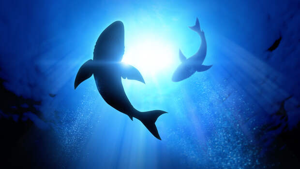 Как выживают рыбы в холодных водах Антарктики