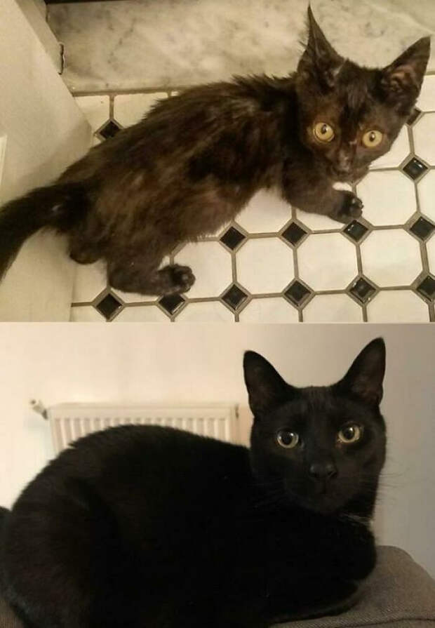 Спасённые котики, которых забрали из приюта и подарили любовь