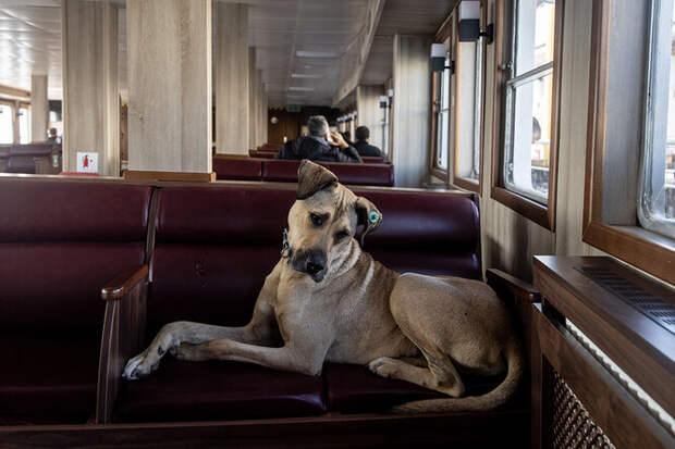 Его знает весь город: бездомный пёс каждый день ездит на&nbsp;общественном транспорте