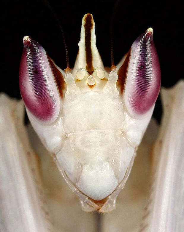 1569 Орхидейные богомолы