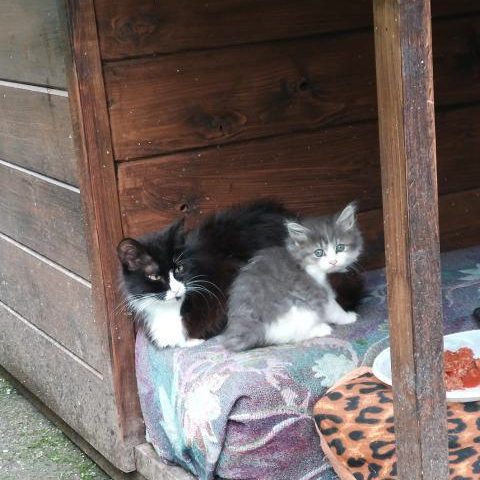 Коты на улице Свободы обзавелись собственным жильём