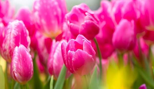 Собянин поздравил москвичек с 8 Марта