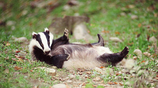 Блог - Создания, которые любят игры, уборку и походы в гости: 7 любопытных фактов о барсуках Создания, которые любят игры, уборку и походы в гости: 7 любопытных фактов о барсуках
