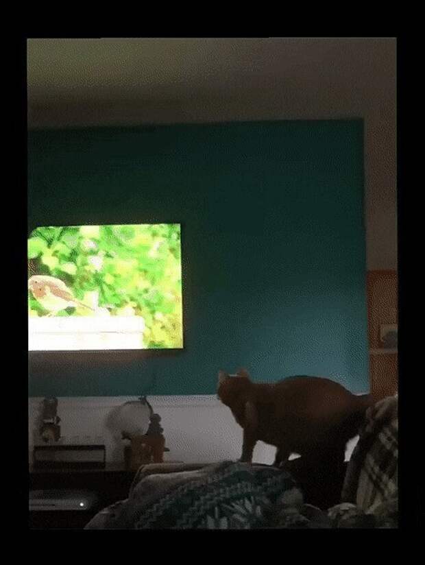 Просто гифки, всякие и разные