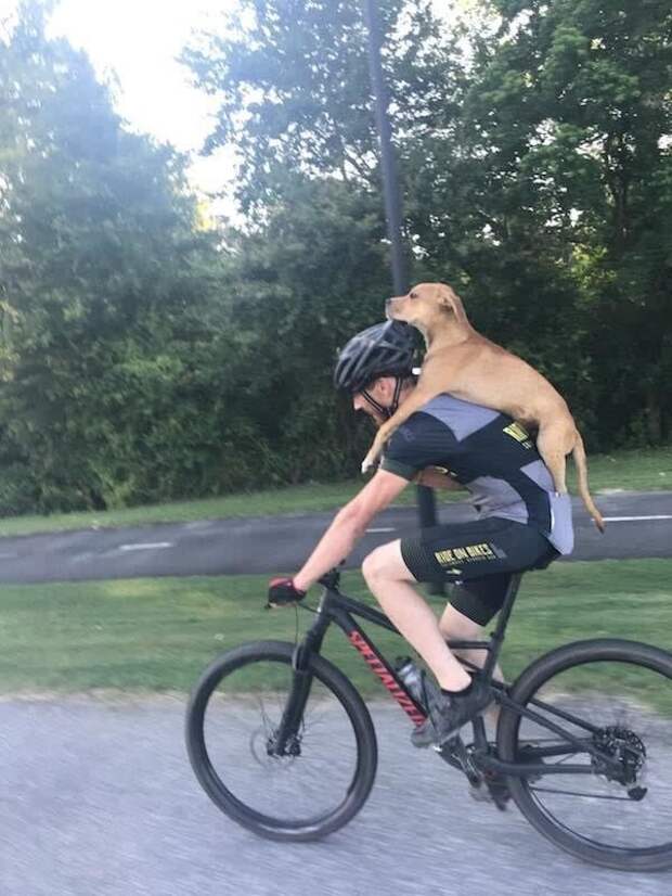 собака на велосипеде
