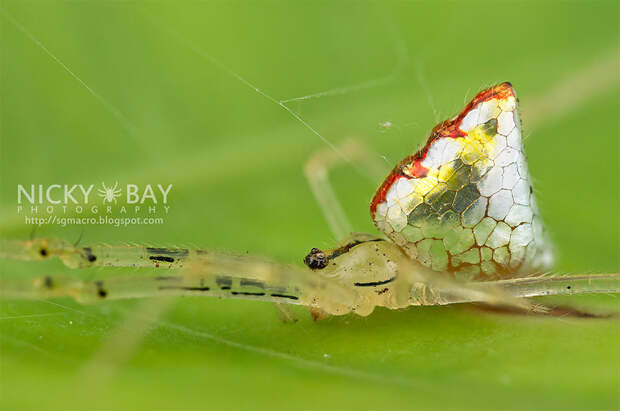 mirror-spider-thwaitesia-argentiopunctata-2