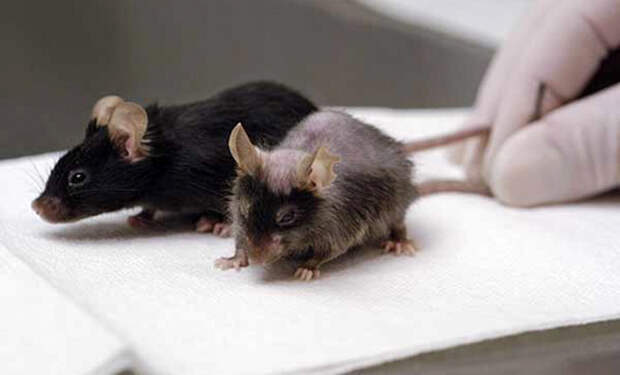 2 продление жизни