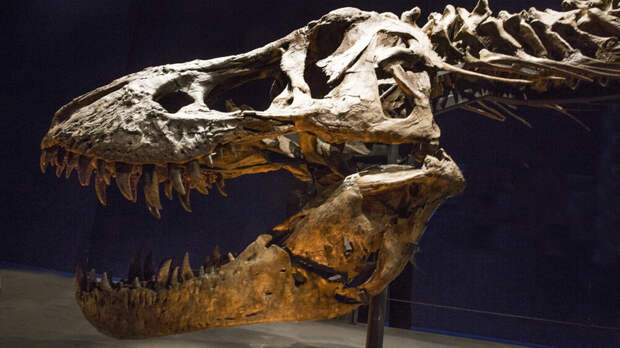 Франция вернула Монголии скелет динозавра возрастом 70 млн лет