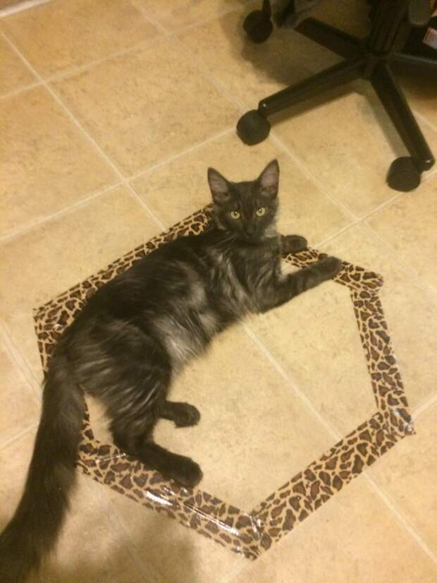 Кот в кругу