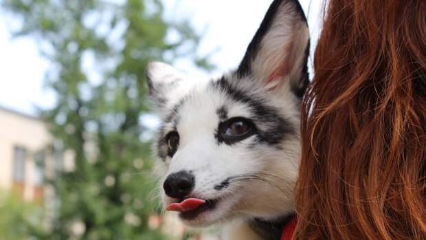Жительница Новосибирска обучила лису простейшим собачьим командам