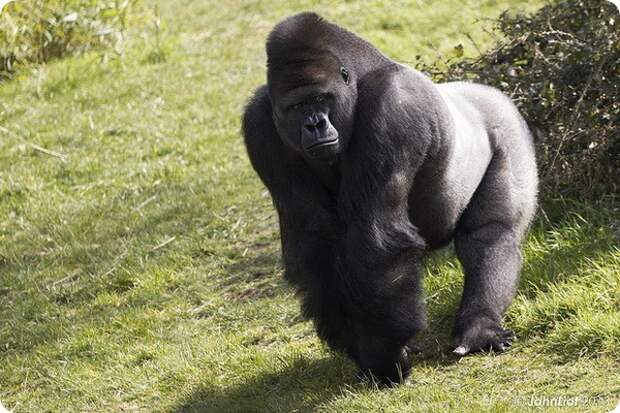 Гориллы (лат. Gorilla) 