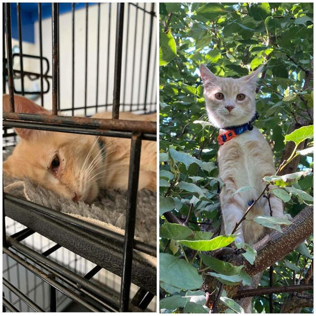 Спасённые котики, которых забрали из приюта и подарили любовь