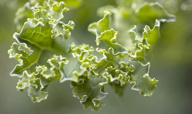 Полезные овощи и фрукты - фавориты 2026 года