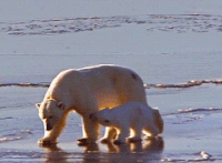 ����� ��������, �������, �������� �������,  gif ��������, ����� �������, ����,  ��� �������� ������� ��������� 