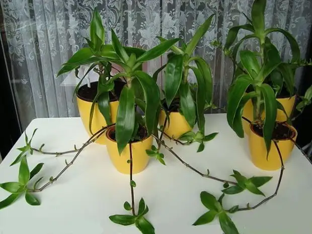 Золотой ус - лечебные свойства, рецепты и применение