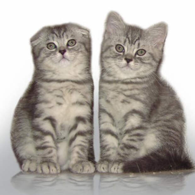 Уши у котят
