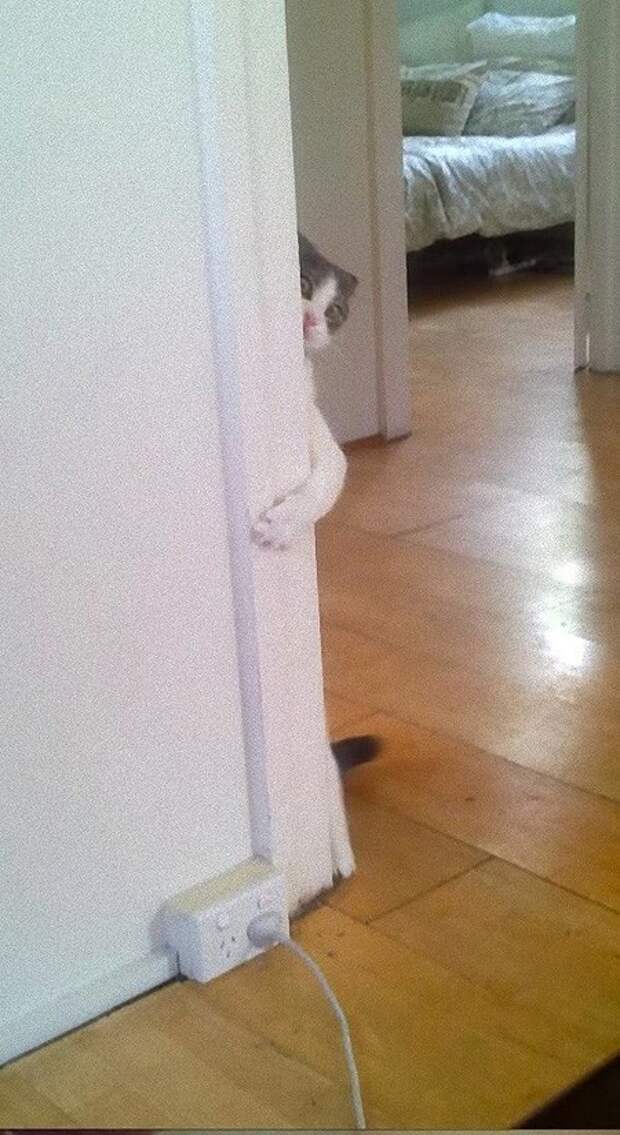 Смешные кошки