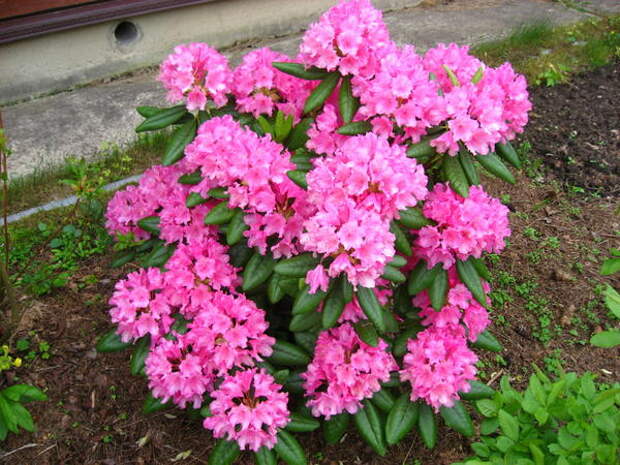 Рододендрон Гаага «Haaga»