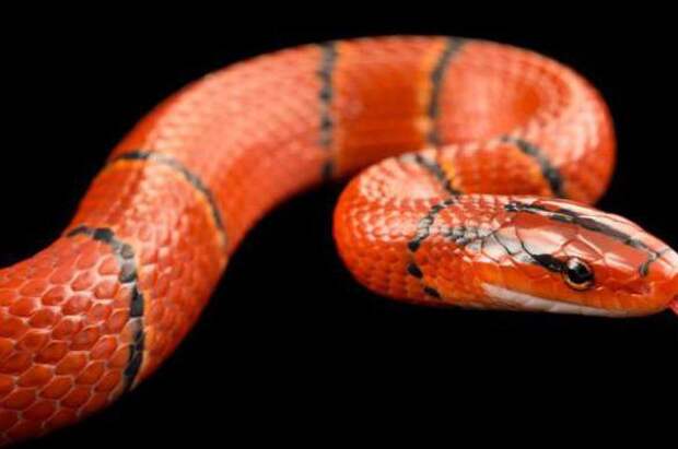 Описание, фото и интересные факты о существовании ядовитой змеи огневки