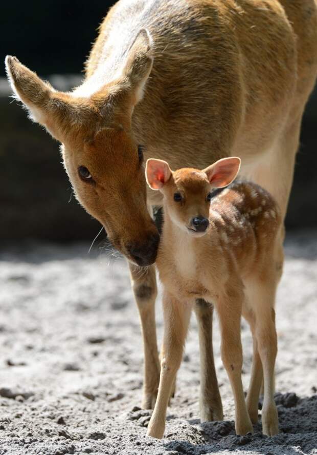 Родительская опека в мире животных (29 фото)