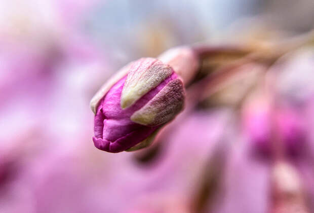 В российском регионе появились бутоны сакуры