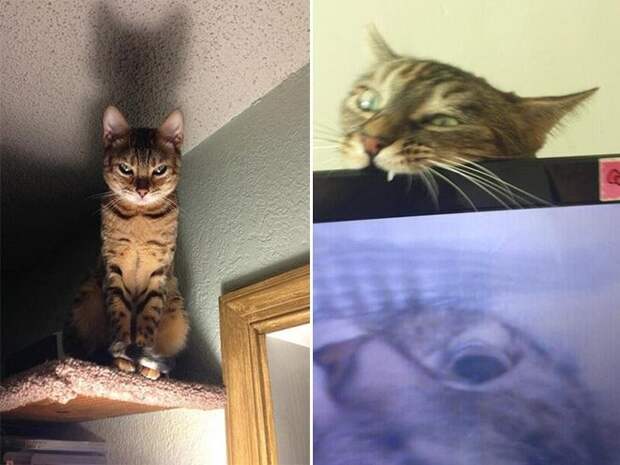 Злюки-коты