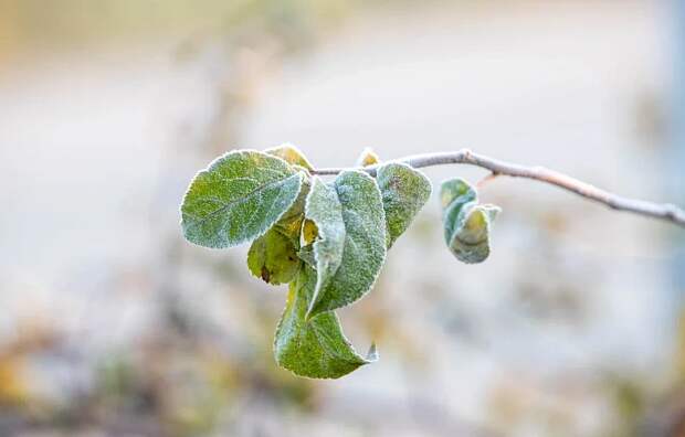 Метеопредупреждение из-за заморозков объявлено в Тульской области с 3 по 4 мая
