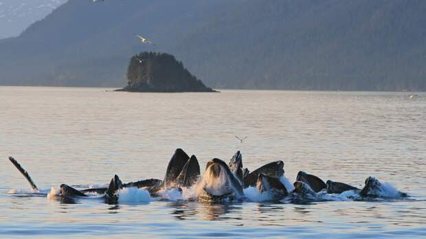 Alaskan humpback whale