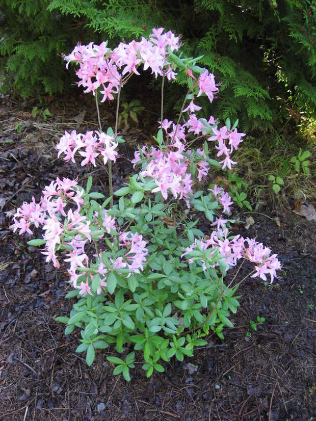 Рододендрон Костерианум (Кosterianum)