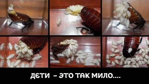 Смешные и познавательные картинки