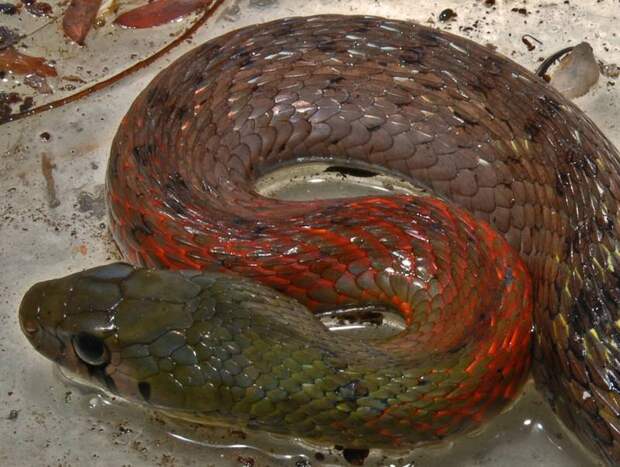 Чешуя ужа фото (вид - Rhabdophis subminiatus)